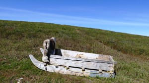 Caribou hide on sled