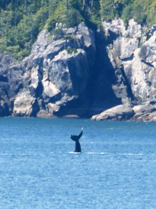 A whale takes a dive in the inside passage, mid-way down the coast of B.C.