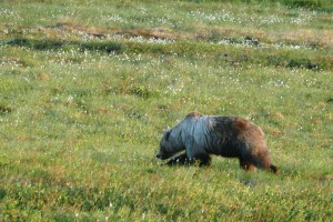 Yukon Blond Grizzly at 2AM 
