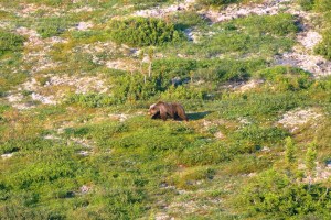 Grizzly at 1AM Yukon